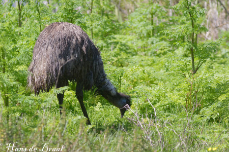 emu